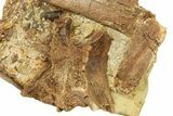 Sandstone with Hadrosaur Tooth, Tendon & Bones - Wyoming #283695-2